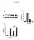 Fig. 12 - Agents and methods for enhancing bone formation by oxysterols in combination with bone morphogenic proteins