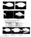 Fig. 07 - Rice flour composition with enhanced process tolerance and solution stability