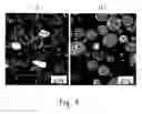 Fig. 06 - Duplex coatings and bulk materials, and methods of manufacture thereof