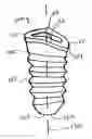 Fig. 01 - Slanted dental implant