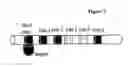 Fig. 08 - Bead based assays using a liquid crystal reporter