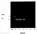 Fig. 09 - Strand specific detection and quantification