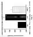 Fig. 07 - Methods and materials for identifying agents which modulate bone remodeling and agents identified thereby