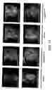 Fig. 13 - Methods and materials for identifying agents which modulate bone remodeling and agents identified thereby