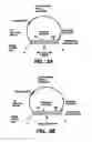 Fig. 06 - Direct multiplex characterization of genomic DNA