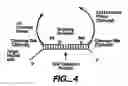 Fig. 08 - Direct multiplex characterization of genomic DNA