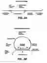 Fig. 09 - Direct multiplex characterization of genomic DNA