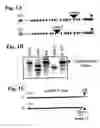 Fig. 02 - Methods of identifying aberrant RNA or RNA targeted for cleavage by miRNA or siRNA