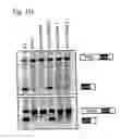 Fig. 03 - Methods of identifying aberrant RNA or RNA targeted for cleavage by miRNA or siRNA