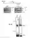 Fig. 07 - Methods of identifying aberrant RNA or RNA targeted for cleavage by miRNA or siRNA