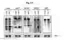 Fig. 09 - Methods of identifying aberrant RNA or RNA targeted for cleavage by miRNA or siRNA