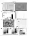 Fig. 04 - Compositions and methods for the treatment of cancer