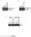 Fig. 03 - SIR2 activity