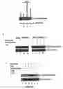 Fig. 05 - SIR2 activity
