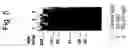 Fig. 06 - Single chain antibody with cleavable linker
