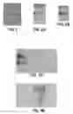 Fig. 02 - Direct detection of biomolecules in a gel