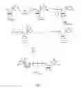 Fig. 02 - Synthesis and use of anti-reverse mRNA cap analogues