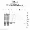 Fig. 02 - Overexpression, purification and characterization of a thermolabile phosphatase