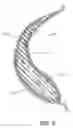 Fig. 06 - AIR-PERMEABLE ELASTOMERIC BRA CUP