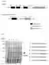 Fig. 02 - Postsynaptic proteins