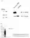 Fig. 04 - Postsynaptic proteins