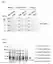 Fig. 06 - Postsynaptic proteins