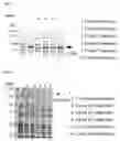 Fig. 07 - Postsynaptic proteins