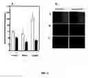 Fig. 06 - Preparation of a peptide compound (SYRAPRO-2000) and its use for the activation of protein phosphatase-2A1 enzyme