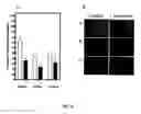 Fig. 07 - Preparation of a peptide compound (SYRAPRO-2000) and its use for the activation of protein phosphatase-2A1 enzyme