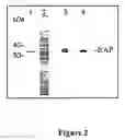 Fig. 03 - Methods and compositions for the treatment and prevention of staphylococcus and other bacterial infections