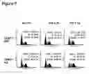 Fig. 09 - Combined therapy utilizing reduction of DNA methyltransferase expression and/or activity and interferon