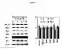 Fig. 05 - Small molecule Bcl-xL/Bcl-2 binding inhibitors