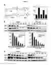 Fig. 03 - Small molecule cyclin D1 ablative agents