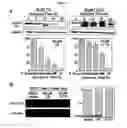 Fig. 04 - Small molecule cyclin D1 ablative agents