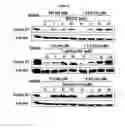 Fig. 06 - Small molecule cyclin D1 ablative agents