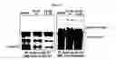 Fig. 07 - Small molecule cyclin D1 ablative agents