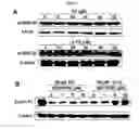 Fig. 08 - Small molecule cyclin D1 ablative agents