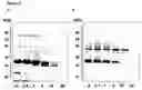 Fig. 08 - Mitochrondrial permeability transition pore affinity labels and modulators
