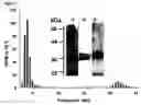 Fig. 09 - Mitochrondrial permeability transition pore affinity labels and modulators
