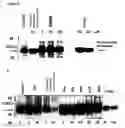 Fig. 10 - Mitochrondrial permeability transition pore affinity labels and modulators