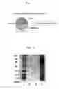 Fig. 02 - Deproteinized natural rubber, its composition and use thereof