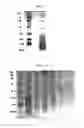 Fig. 03 - Deproteinized natural rubber, its composition and use thereof
