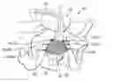 Fig. 01 - Methods and Apparatus for Securing and Tensioning a Urethral Sling to Pubic Bone