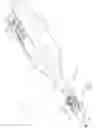 Fig. 08 - Anastomotic ring applier with double motion actuation