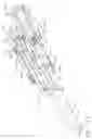 Fig. 12 - Anastomotic ring applier with double motion actuation
