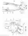 Fig. 09 - Method and apparatus for controlling autonomic balance using neural stimulation