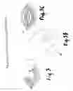Fig. 04 - Hernial prosthesis for intraprosthetic fixation