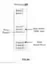 Fig. 11 - Method and system for facilitating fast wake-up of a flash memory system