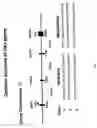 Fig. 02 - Ha4,a new osteoblast-and chondrocyte-specific small secreted peptide, compositions and methods of use