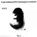 Fig. 07 - Ha4,a new osteoblast-and chondrocyte-specific small secreted peptide, compositions and methods of use